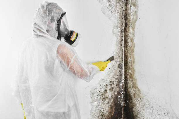 Best Mold Testing  in Pleasantville, NY
