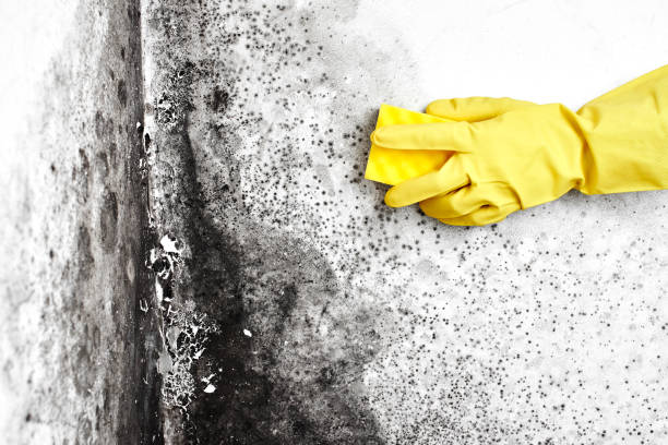 Best Toxic Mold Removal  in Pleasantville, NY