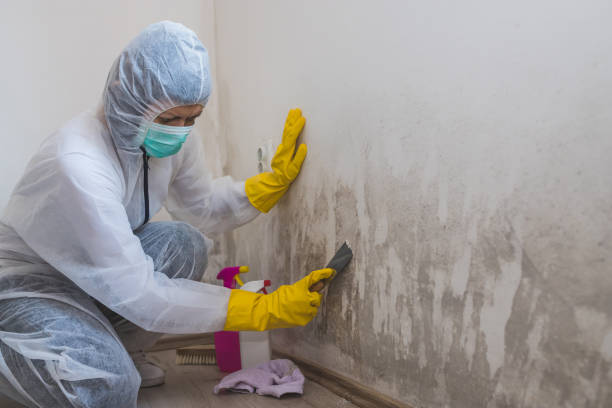 Best Mold Inspection  in Pleasantville, NY