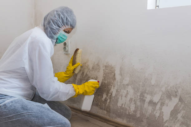 Pleasantville, NY Mold Removal Company