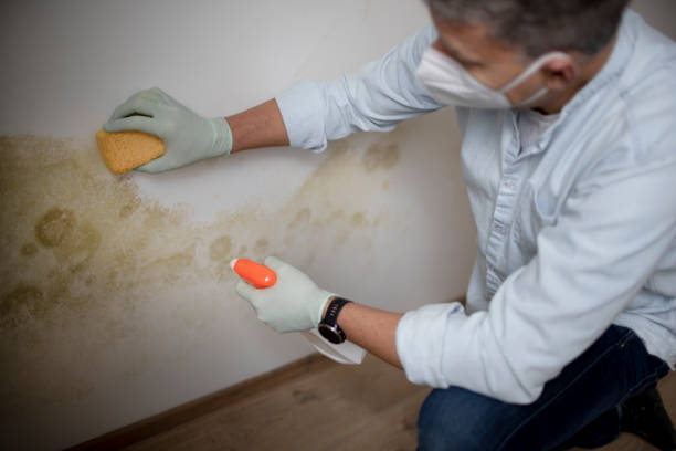 Best Mold Removal and Inspection  in Pleasantville, NY