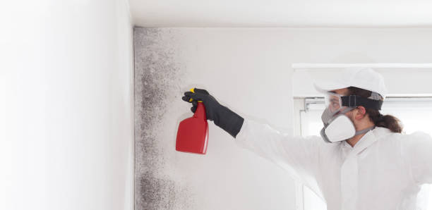 Best Residential Mold Removal  in Pleasantville, NY