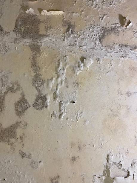 Best Mold Removal Company Near Me  in Pleasantville, NY