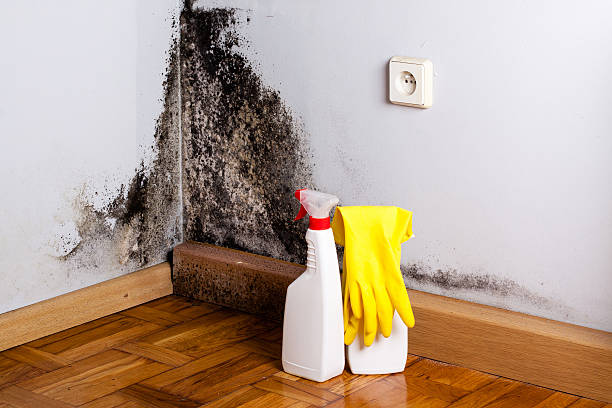 Certified Mold Removal in Pleasantville, NY