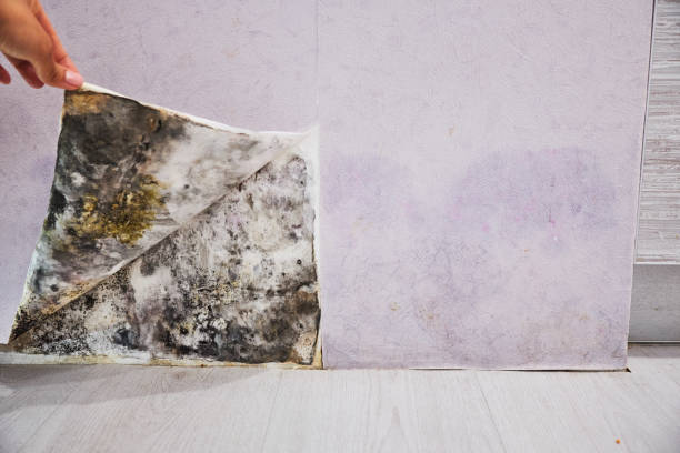 Best Black Mold Removal  in Pleasantville, NY
